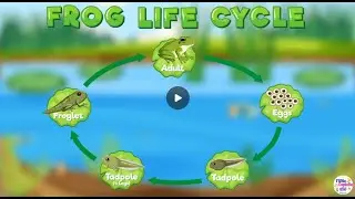 Frog Life Cycle With Noah 🐸 | Learn & Explore!