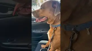 Cadence the happy dog! :) #dogs #shorts #happydog