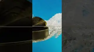 Animal Professor-The Indus River Dolphin