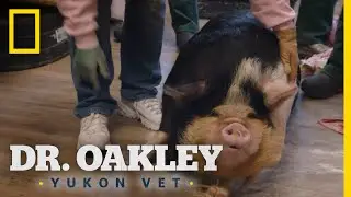 Dr. Oakley Learns to Flip a Pig | Dr. Oakley, Yukon Vet