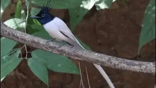 White Beauty of the Forest | Paradise Flycatcher