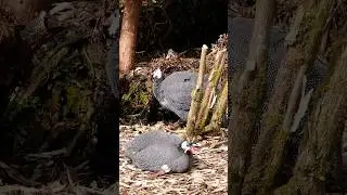 Helmeted guineafowl @Habib.Tv26#amazing#shorts#short#viral#youtubeshort#shortsvideo#trending