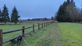 Morning Dog Walk | Champoeg State Park (Ambient Only)
