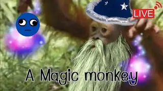 A Magic monkey