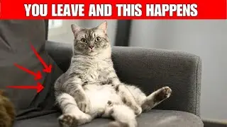 Why Your Cat Always Steals Your Seat | 9 Surprising Reasons Explained!