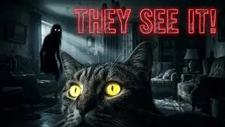 10 Creepy Things Cats Can See That Humans Can&rsquo;t