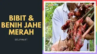 Jual Bibit & Benih Jahe Merah - DELIFMART