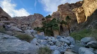 Dead Indian Canyon Palm Desert