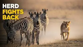 The Herd Fought Back &mdash; The Lion Chose the Wrong Zebra