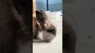 Muffin Fat Fat - Pallet time round 2~~ |#rabbiteating #bunnyeating #bunny #rabbitdaily #cutepets