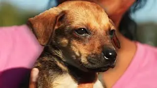 We Saved A Puppy's Life