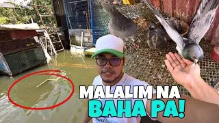 LUMUSONG AKO SA BAHA MAKAPAG PAKAIN LANG NG KALAPATI