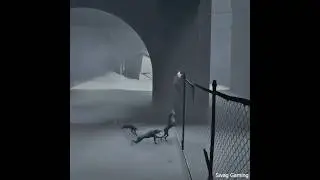 3 Dogs vs Me | Inside