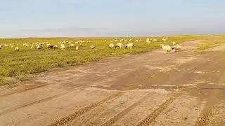 غنم الوزات ربيع العراق