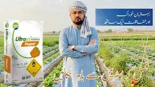 Vegetable Crop Stress Solution | Ultrasol Antistress Pepper for Healthy & High Yield Crops