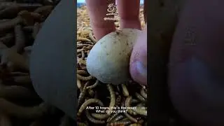 10 000 Mealworms vs. Potato 🥔