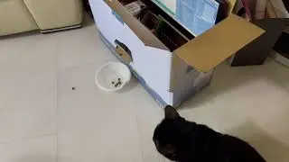 Pet Feeder IoT Project Arduino/Python