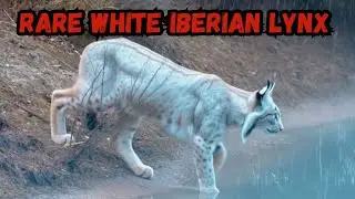 White Iberian Lynx Spotted For The First Time In History | Natureveal