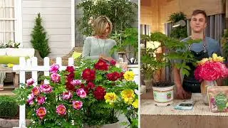 Roberta's 1-Piece Itoh Hybrid Peony Live Plant on QVC