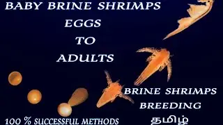 BABY BRINE  SHRIMPS BREEDING தமிழ் || EGGS TO ADULTS STAGE || practical explain ||fancyfishes& pets