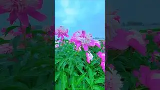 Stunning Flower Gardens: Beautiful Blooms to Brighten Your Day! || #shorts