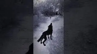 Part A167 Wolf in village #wolfsounds #relaxinwolf #wolfsong #wildlife #wolf #forest #nature #shorts