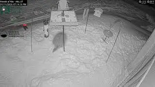 2026-01-11 - Day - Friends of Alta - Alta, UT - Live Stream Bird Feeder Cam
