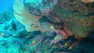 Diving Mauritius Explore the Mascarene Plateau with Ocean Spirit @oceandivermu