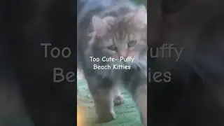#Norwegianforestcatday #Jan2026 #adoptorshopresponsibly #Cats #Catbreeds #documentary