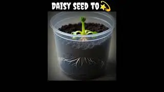 &ldquo;Daisy Seed to Bloom in 15 Seconds 🌼 | Ultra Realistic Plant Growth Timelapse&rdquo;#viral video