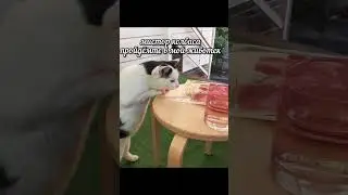 @BusteDead мяукает #смэщневстратекоты #юмор #мем #озвучка #коты #котики