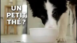 8 CALMING HERBS FOR DOGS 🍵🐶🌱 ARE INFUSIONS GOOD FOR DOGS?