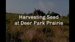 Harvesting Seed at Lawther-Deer Park Prairie
