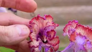 Стрептокарпусовый дом. Селекция streptocarpus DS. 30,07,2024