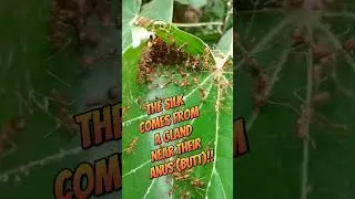 Anal Excretions! 🐜🐜🐜 Weaver Ants use silk squirting from larvae to build their nests in Bali!