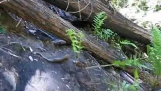 Sykes Hot Spring Day Hike 24.8 miles ( 39.9 km )