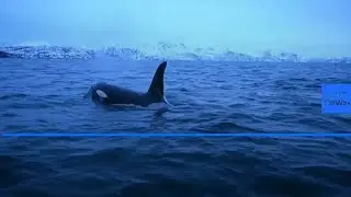Climate change forces killer whales further north to feed