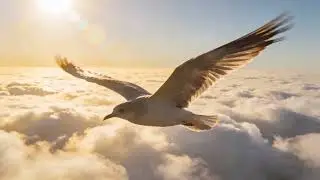 Traveller