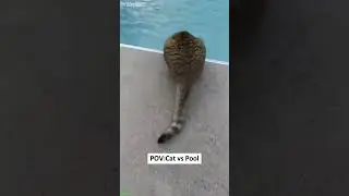 Cat Lover 😼 Cat videos Compilation 😻 # Ep 3127