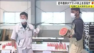 今帰仁スイカのブランド力アップへ　若手スイカ農家が結集（沖縄テレビ）2023/2/15