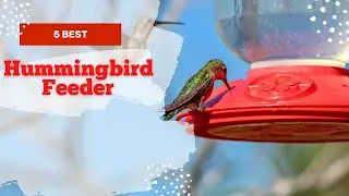 Top 5: best hummingbird feeders 2022 | Hummingbird Feeder that don't leak