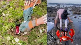 Catch crabs in rock holes🦀Crab catching video #crab #fishing #catching #hunting