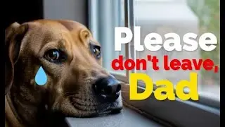 12 SHOCKING Mistakes You Make When Leaving Your Dog Alone!
