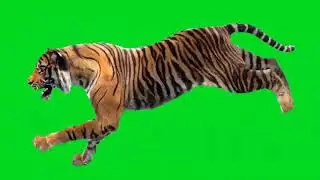 Green screen harimau