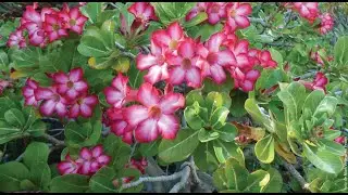 criando uma colecao de rosa do desertp
