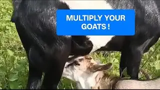 How to Breed Goats & Multiply Your Flock Fast|Natural Synchronization|Signs Goats Are Ready to Breed