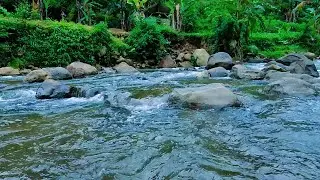 Healing River Ambience and Soft Bird Sounds for Sleep, Relaxation and Mind Reset
