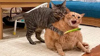 You Laugh You Lose 🤣 Funniest Cats and Dogs 2026  🥠 #funny_animals #animals #funny_videos