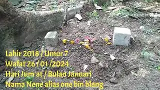 Makam kucing warna kuning meninggal dunia 2024
