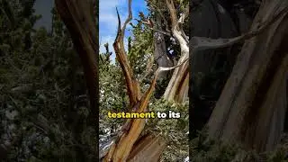 Methuselah: The Ancient Tree 🌳